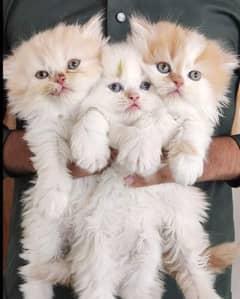 Extreme quality triple coated Persian kittens for sale 0