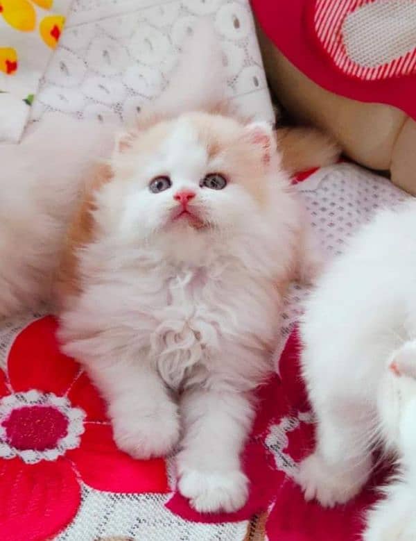 Extreme quality triple coated Persian kittens for sale 1