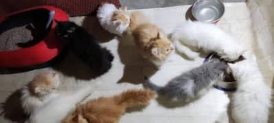 Extreme quality triple coated Persian kittens for sale