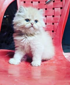 Extreme quality triple coated Persian kittens for sale