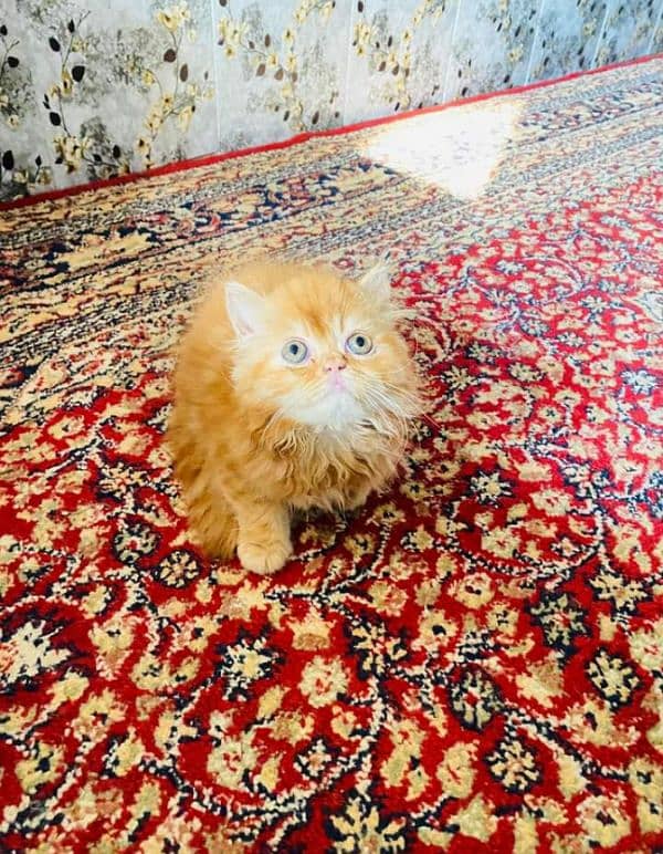 Extreme quality triple coated Persian kittens for sale 4