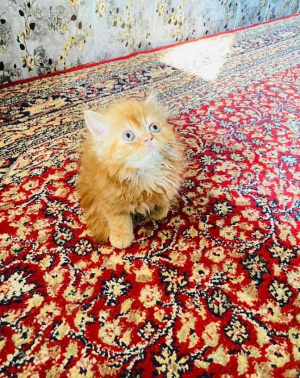 Extreme quality triple coated Persian kittens for sale 5