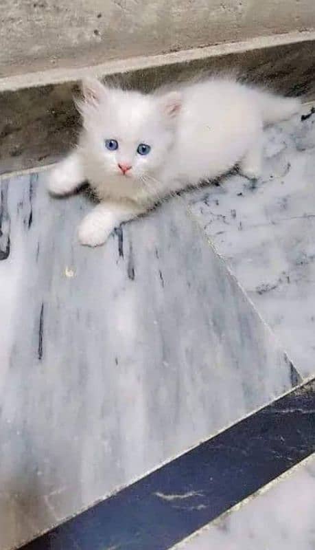 Extreme quality triple coated Persian kittens for sale 6