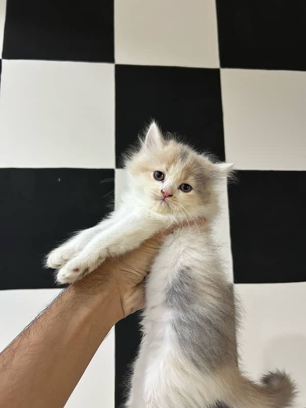 Persian kittens 1