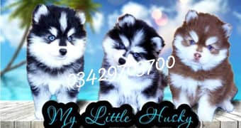 husky puppies 03429703700