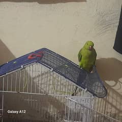 green parrot