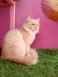 Persian female cat available for sale