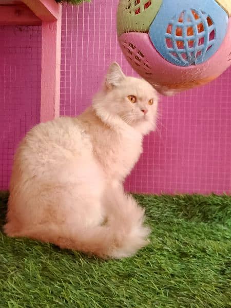 Persian female cat available for sale 1