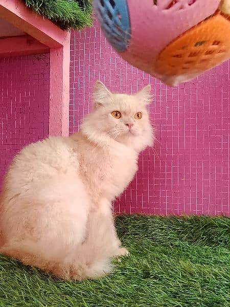 Persian female cat available for sale 2