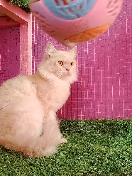 Persian female cat available for sale 3