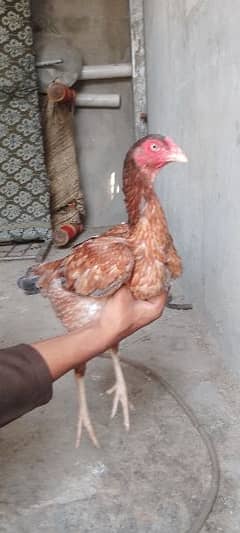 Aseel , golden buff , silkie (males) bantam female