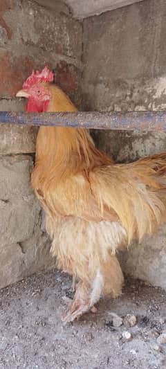 Aseel , golden buff , silkie (males) bantam female