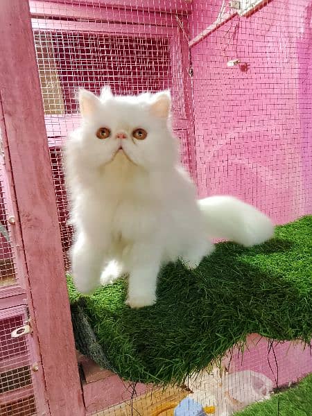 Imported piki cfa line male kitten available 1