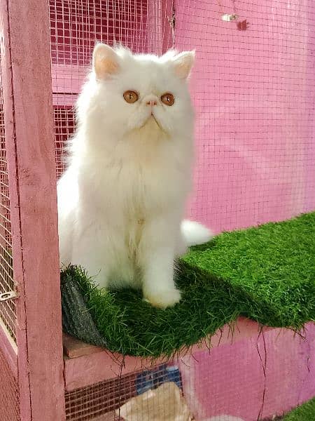 Imported piki cfa line male kitten available 2