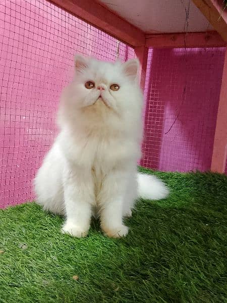 Imported piki cfa line male kitten available 3