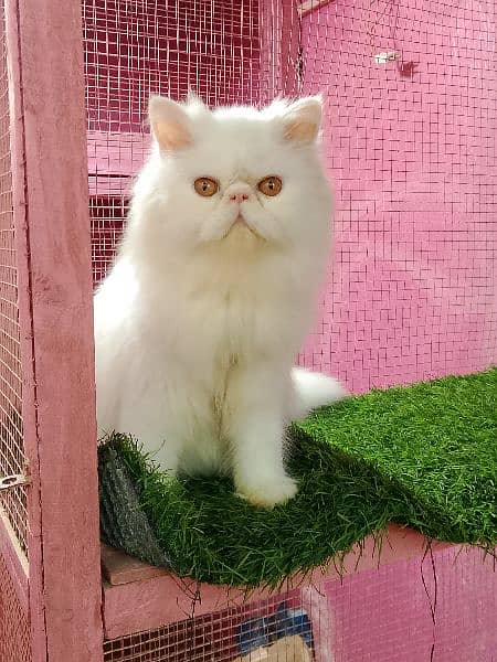 Imported piki cfa line male kitten available 5