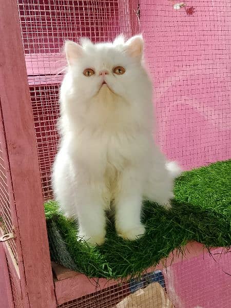 Imported piki cfa line male kitten available 6