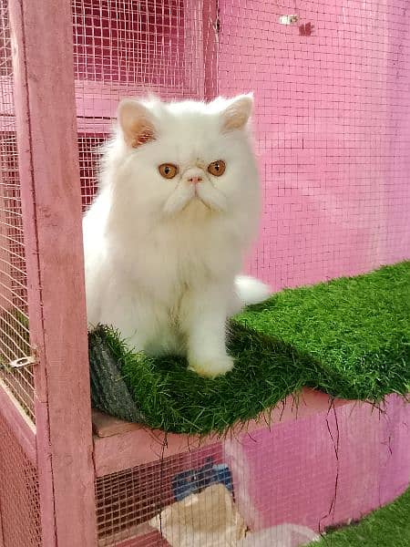 Imported piki cfa line male kitten available 7