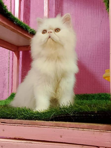 Imported piki cfa line male kitten available 8