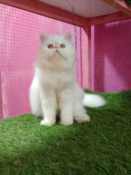 Imported piki cfa line male kitten available 10