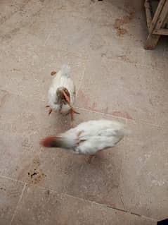 hen and chicks for sale 5000 Guage 3000