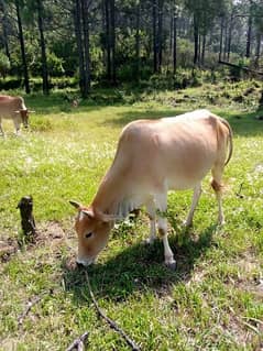 5 cows and 1 bull(male) and 8 goats