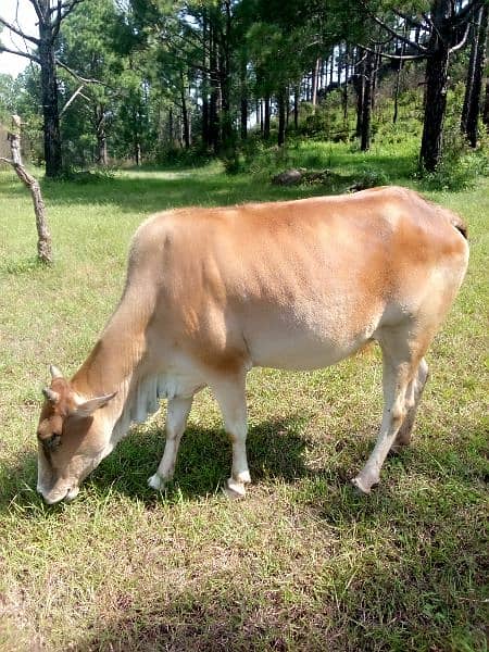 5 cows and 1 bull(male) and 8 goats 1