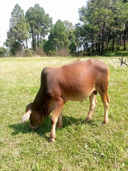 5 cows and 1 bull(male) and 8 goats 3