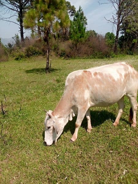 5 cows and 1 bull(male) and 8 goats 4