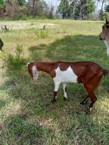 5 cows and 1 bull(male) and 8 goats 6