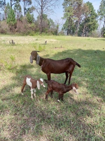 5 cows and 1 bull(male) and 8 goats 8