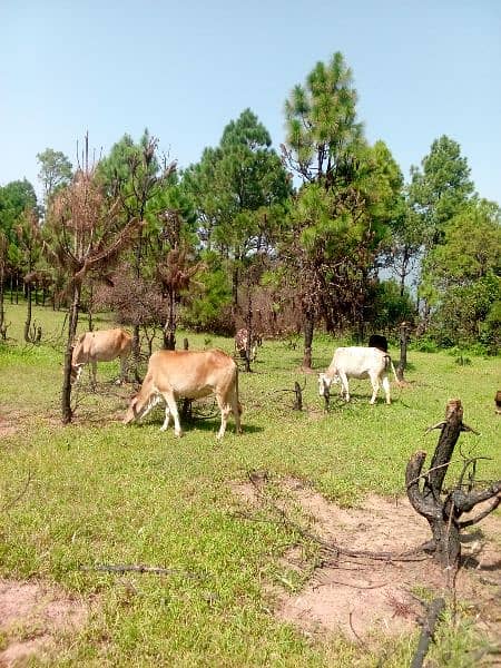 5 cows and 1 bull(male) and 8 goats 9