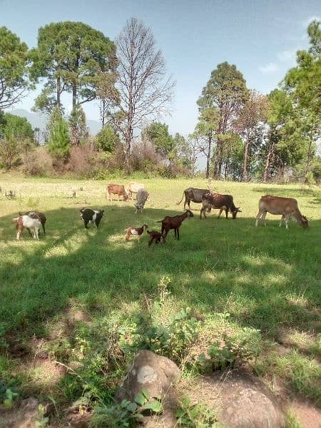 5 cows and 1 bull(male) and 8 goats 10