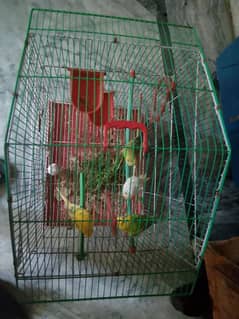 Cage + 2pair Parrot