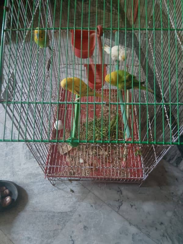 Cage + 2pair Parrot 1