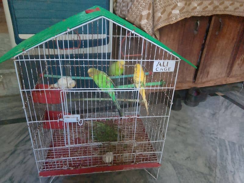 Cage + 2pair Parrot 2