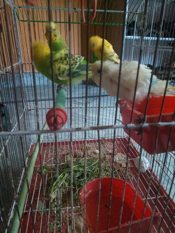 Cage + 2pair Parrot 3