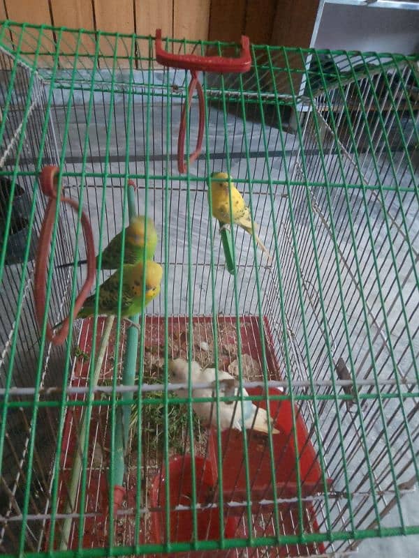 Cage + 2pair Parrot 4