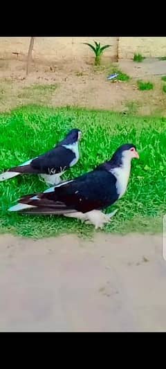 sherazi pigeon