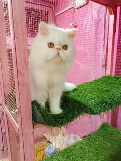 Imported piki cfa line male kitten available 0