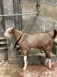 bakra for sale