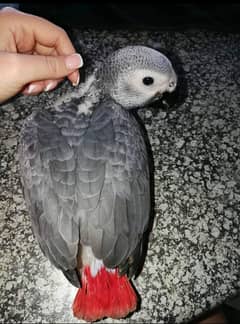 0322/2963727 contact WhatsApp African grey parrot for sale