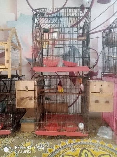 love birds breeder par for sale 1