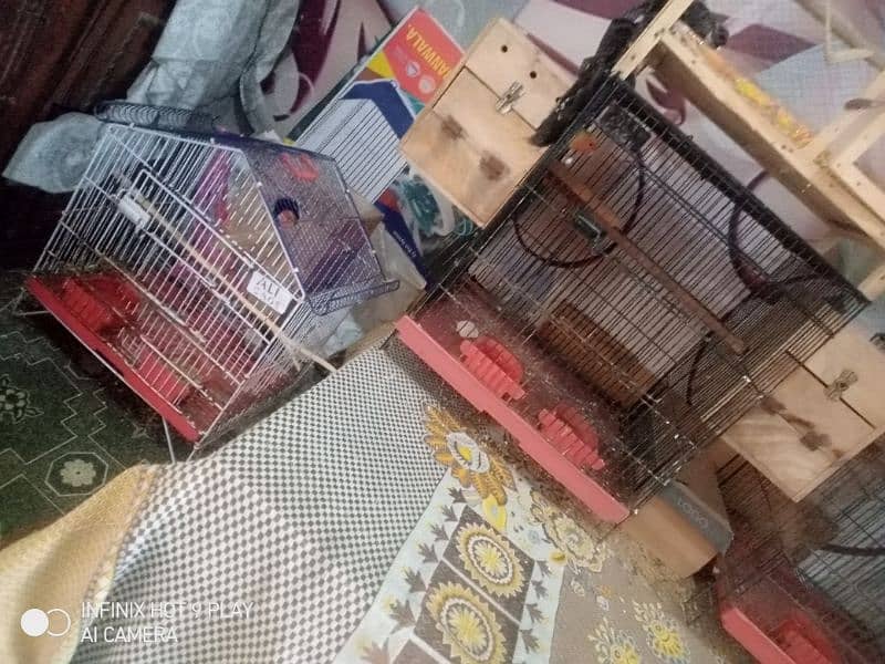 love birds breeder par for sale 2