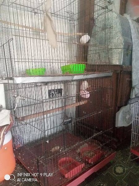 love birds breeder par for sale 3