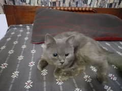 persian grey cat double coat for sale