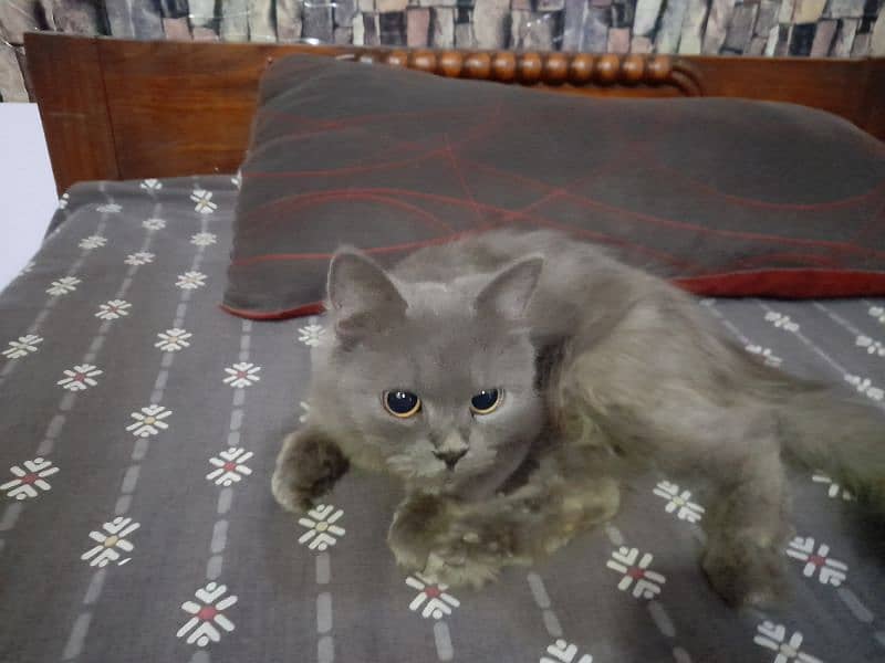 persian grey cat double coat for sale 0