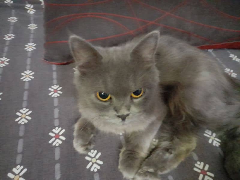 persian grey cat double coat for sale 1