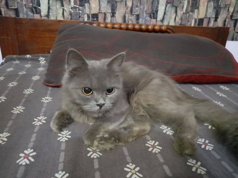 persian grey cat double coat for sale 2