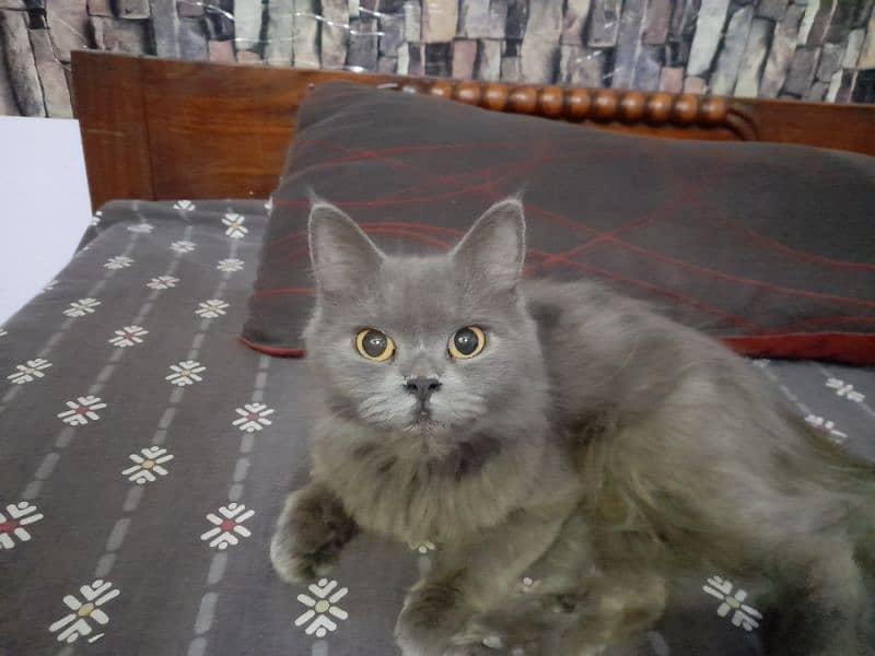 persian grey cat double coat for sale 3